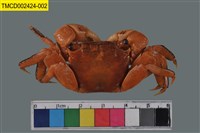 藏品(雙齒近相手蟹)的圖片